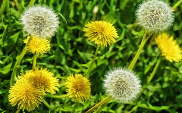 5 natūralūs ir veiksmingi būdai, kaip atsikratyti kiaulpienių sode be chemikalų