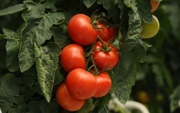 Ar per vėlu sodinti pomidorus birželį? Ne, jei laikysitės šių patarimų