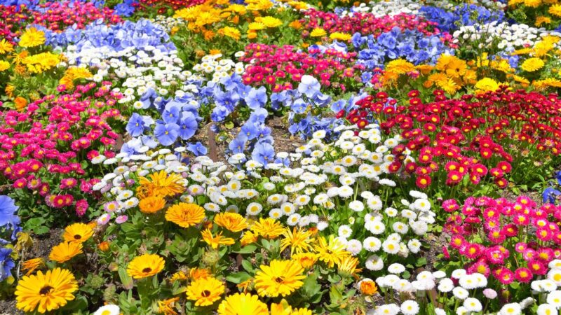 Birželio gėlės: kokias gėles sodinti vasaros pradžioje?