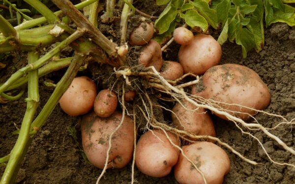 Birželio mėnesį bulves patręškite šiomis trąšomis ir iš vieno krūmo užauginsite 13 kg derlių