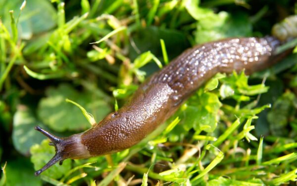 Kaip apsaugoti augalus nuo sraigių ir šliužų: veiksmingi būdai kovoti su kenkėjais