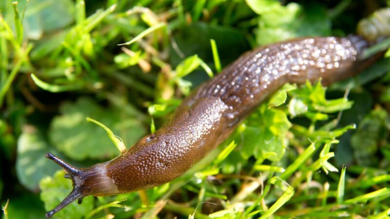 Kaip apsaugoti augalus nuo sraigių ir šliužų: veiksmingi būdai kovoti su kenkėjais