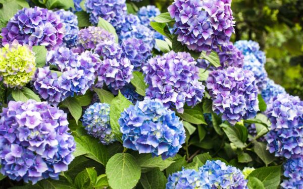 Kaip apsaugoti hortenzijas nuo vasaros karščių: svarbiausi patarimai sodininkams