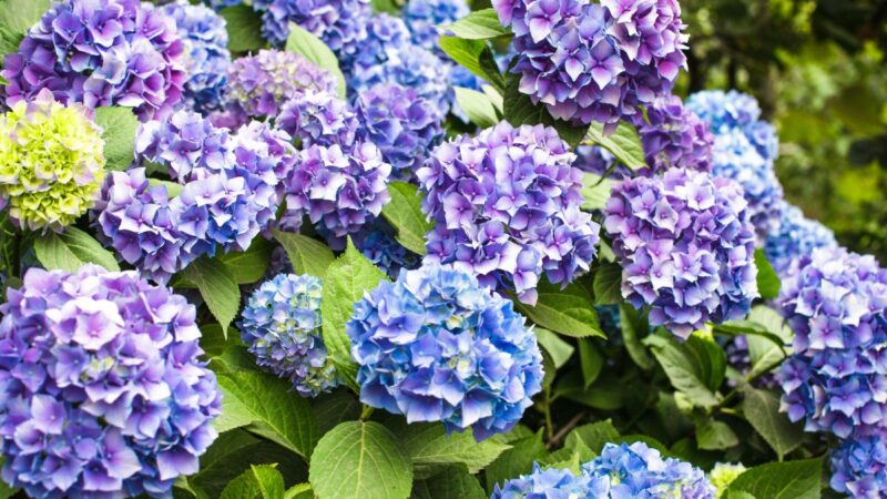 Kaip apsaugoti hortenzijas nuo vasaros karščių: svarbiausi patarimai sodininkams