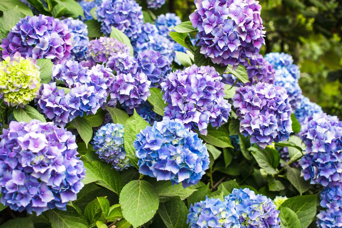 Kaip apsaugoti hortenzijas nuo vasaros karščių: svarbiausi patarimai sodininkams