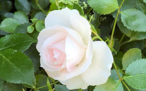 Stebuklinga sodininkystės paslaptis: kaip aspirinas gali padėti augalams greičiau žydėti