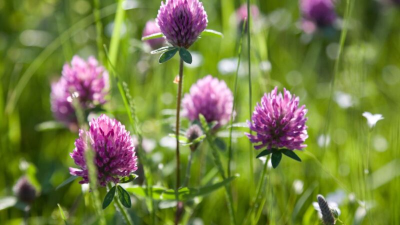 Dobilų nauda: kaip dobilai gali pagerinti sveikatą, sodą ir dirvožemį