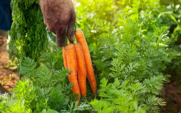 Kaip tręšti morkas, kad jos užaugtų saldžios, sultingos ir derlius nenuviltų