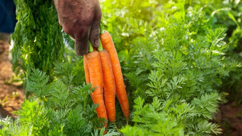 Kaip tręšti morkas, kad jos užaugtų saldžios, sultingos ir derlius nenuviltų
