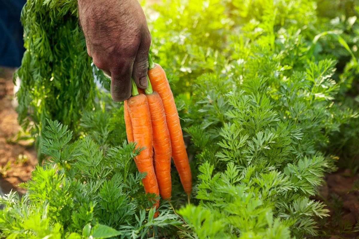 Kaip tręšti morkas, kad jos užaugtų saldžios, sultingos ir derlius nenuviltų