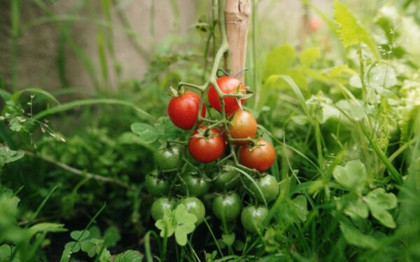 Kaip tręšti pomidorus birželį, kad derlius būtų gausus