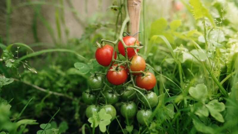 Kaip tręšti pomidorus birželį, kad derlius būtų gausus