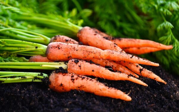 Kodėl birželio pabaigoje jūsų morkos gali pradėti silpti – ir ką daryti?