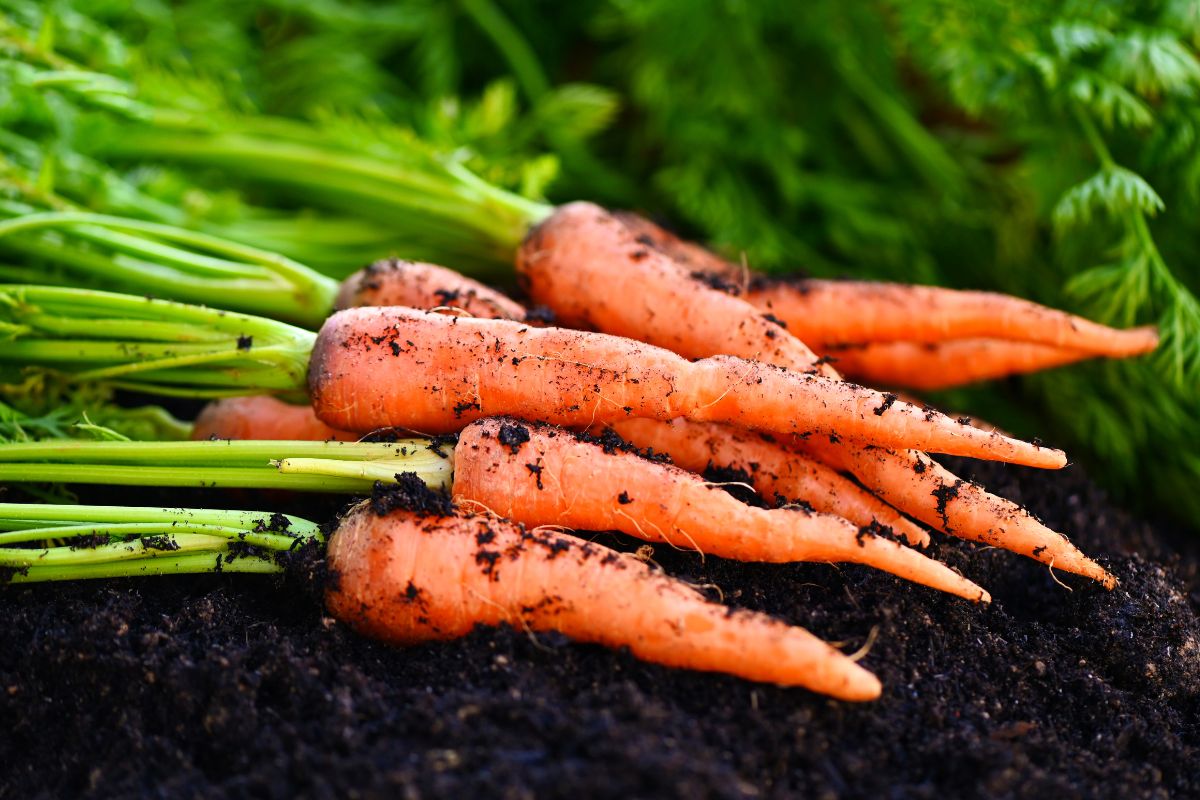 Kodėl birželio pabaigoje jūsų morkos gali pradėti silpti – ir ką daryti?