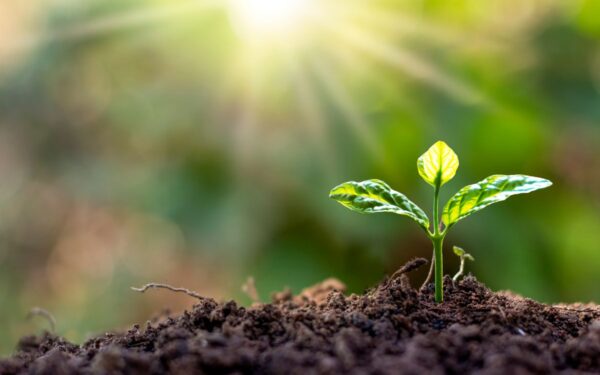 Kodėl tręšimo stimuliatoriai karštyje pavojingi augalams ir ką daryti vietoj to