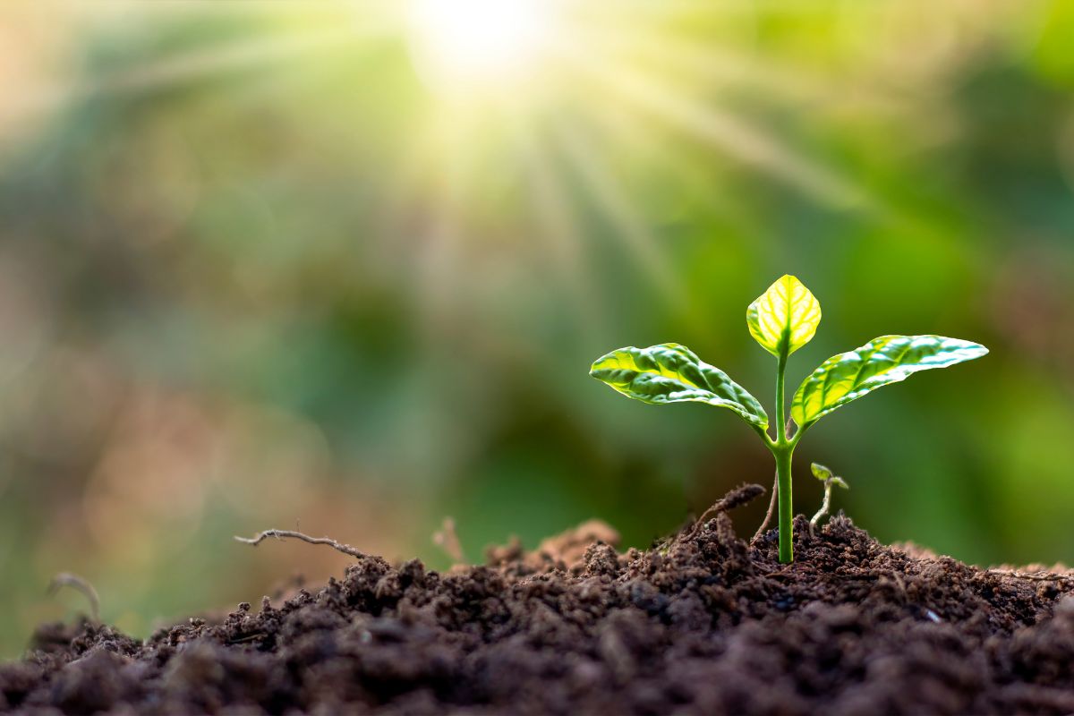 Kodėl tręšimo stimuliatoriai karštyje pavojingi augalams ir ką daryti vietoj to