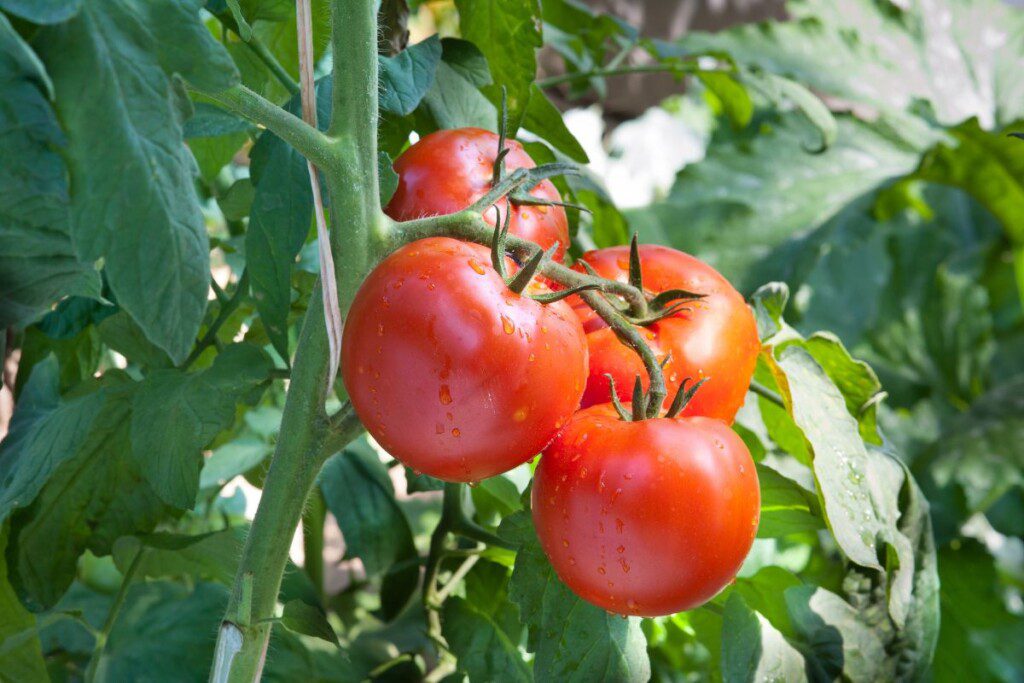 kur-sodinti-pomidorus-ir-kaip-priziureti - Laikas.lt Kur sodinti pomidorus ir kaip prižiūrėti?