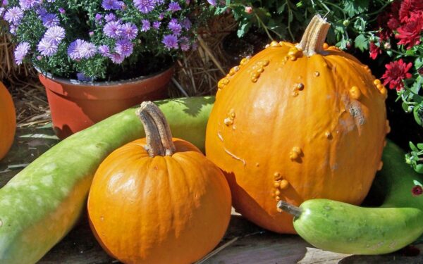 Moliūginių augalų tręšimas birželį: kaip užtikrinti gausų derlių