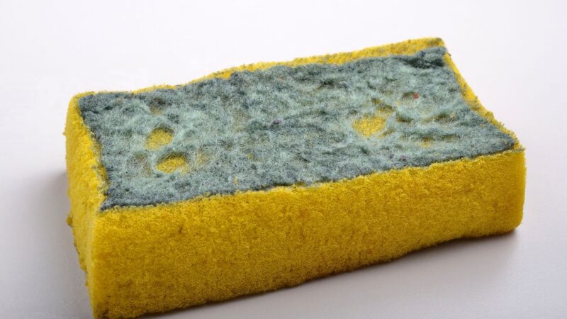 Nemeskite senų kempinių – jos gali praversti sode!