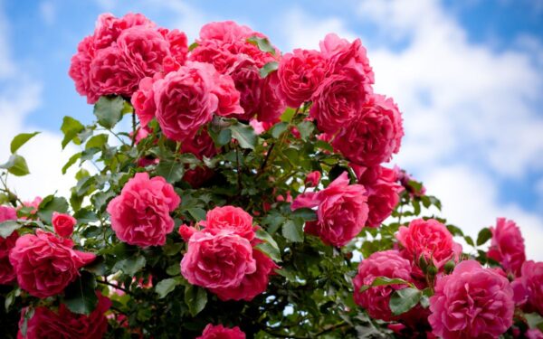 Sodininkystės iššūkis: kokius augalus sode renkasi kenkėjai?