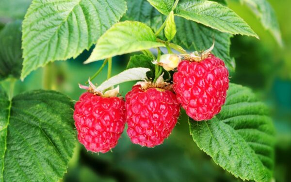 Ar saugu valgyti neplautas uogas tiesiai nuo krūmo?