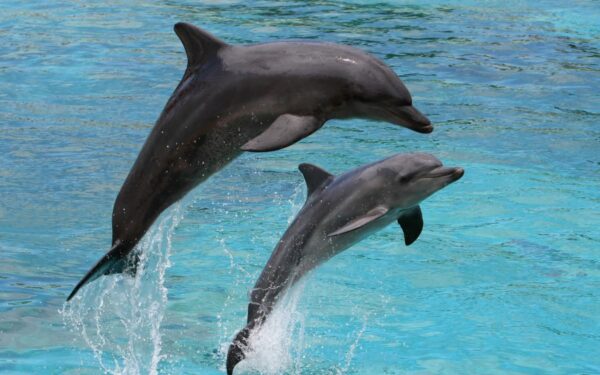 Įdomūs faktai apie delfinus: ką slepia šypsena?