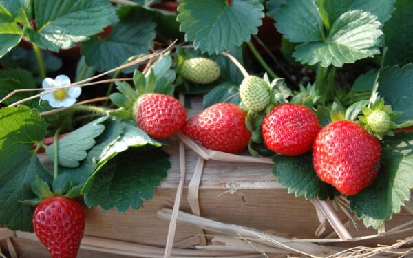 Ką svarbu žinoti apie braškių priežiūrą po derliaus liepą