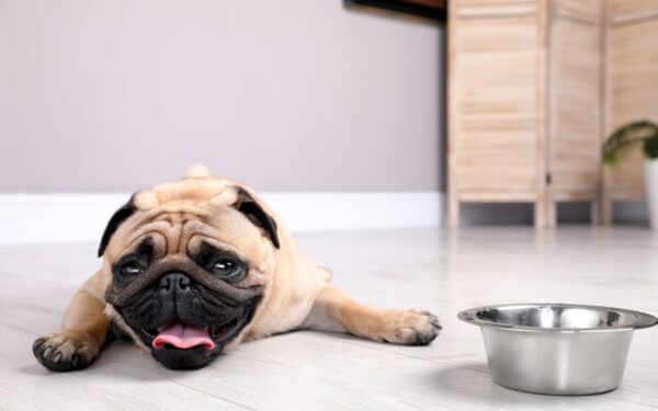 Kaip atvėsinti šunį karštyje: svarbiausi būdai apsaugoti augintinį nuo perkaitimo