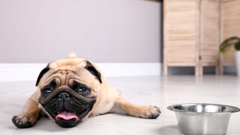 Kaip atvėsinti šunį karštyje: svarbiausi būdai apsaugoti augintinį nuo perkaitimo