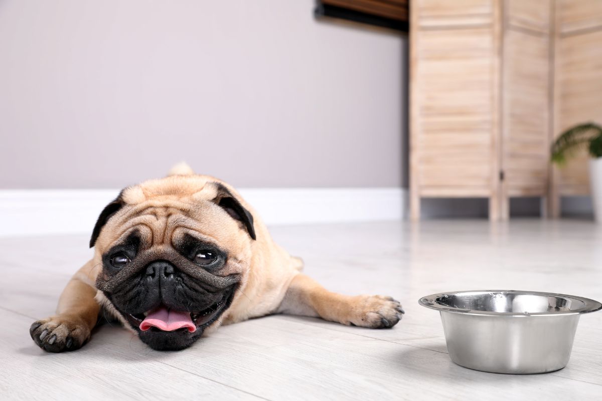 Kaip atvėsinti šunį karštyje: svarbiausi būdai apsaugoti augintinį nuo perkaitimo