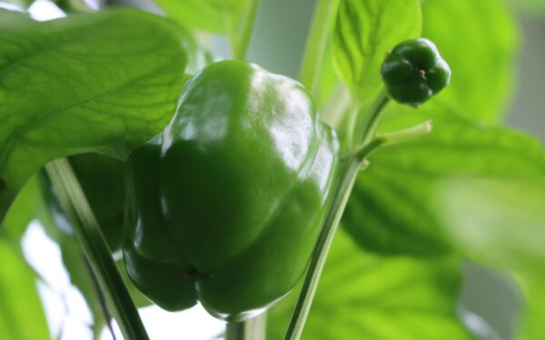 Kodėl žydi, bet nederi? Kaip naktinė temperatūra veikia paprikų žydėjimą