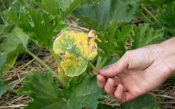 Kodėl gelsta agurkų lapai? Dažniausios priežastys ir veiksmingi sprendimo būdai