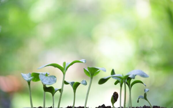 Kodėl pieno trąšos yra naudingos ir kaip jas naudoti darže?