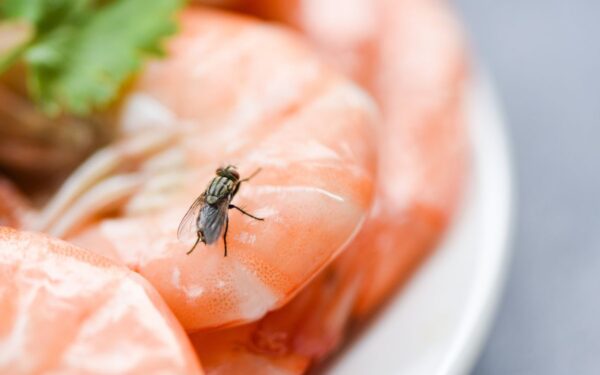 Kodėl reikėtų vengti valgyti maistą, ant kurio nusileido musė