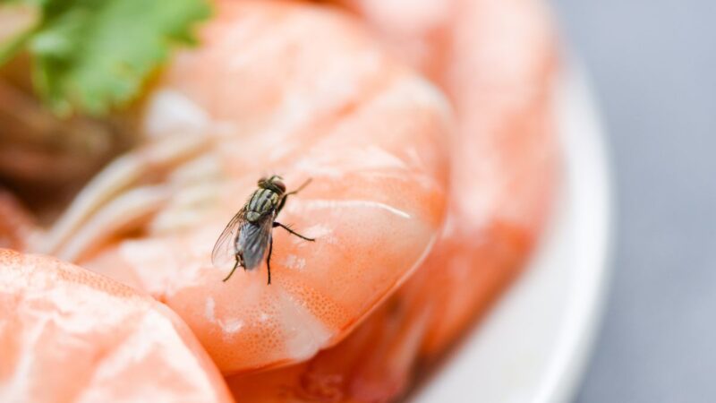 Kodėl reikėtų vengti valgyti maistą, ant kurio nusileido musė