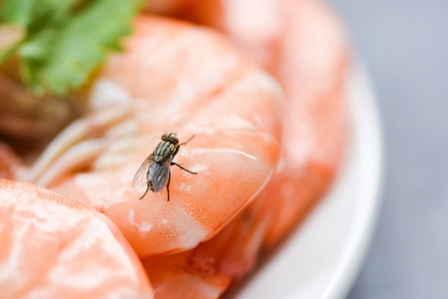 Kodėl reikėtų vengti valgyti maistą, ant kurio nusileido musė