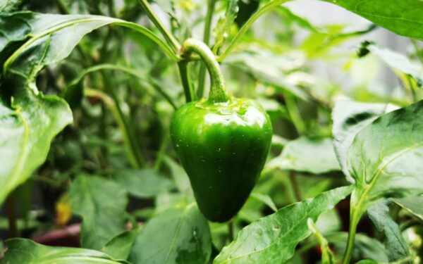 Kodėl suskyla paprikos: kaip išvengti šios problemos ir išsaugoti derlių