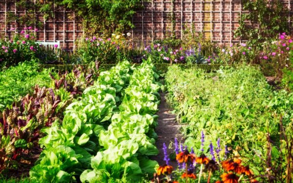 Natūralios skystosios trąšos iš piktžolių ir virtuvės atliekų