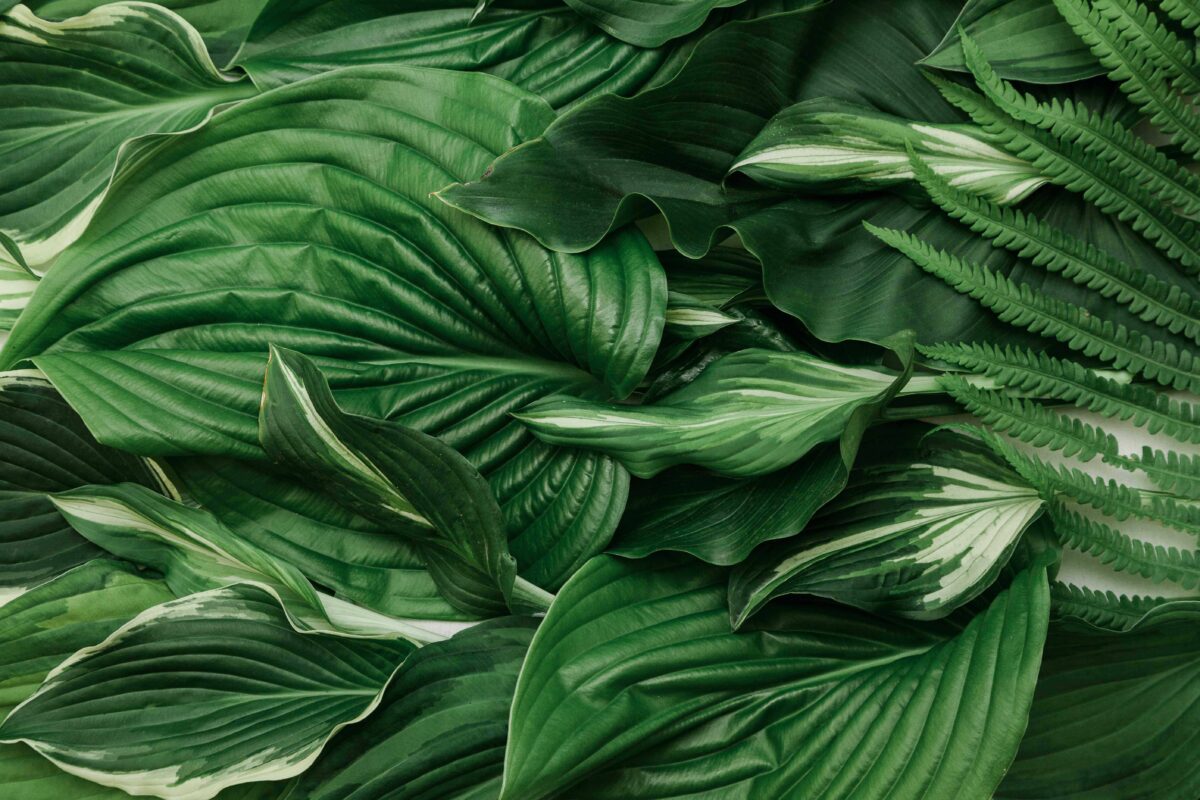 Antradienio augalų vadovas (liepos 8 d.): Atraskite kosminę harmoniją su šiandieniniu Zodiako gairėmis paremtu žydėjimu!