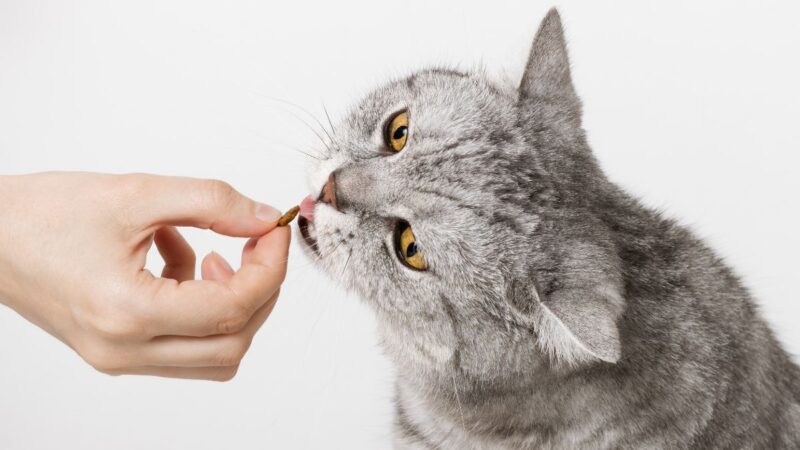 Pavojingi produktai šunims ir katėms: ko jokiu būdu neduoti augintiniui