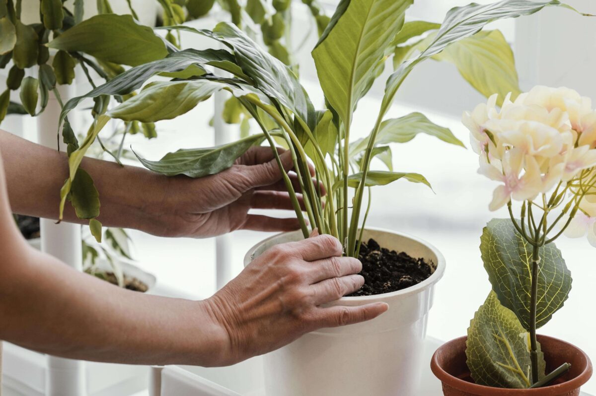 Antradienio augalų vadovas (liepos 22 d.): Atrakinkite paslėptą išmintį su šiomis dangaus žiedėmis!