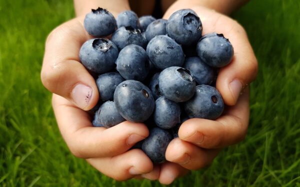 Šilauogės kovai su uždegimu: kodėl verta įtraukti jas į kasdienę mitybą