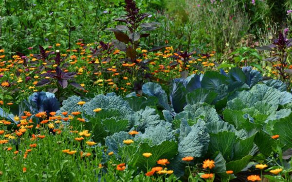 Sodo priežiūra liepos mėnesį: ką būtina padaryti dabar?