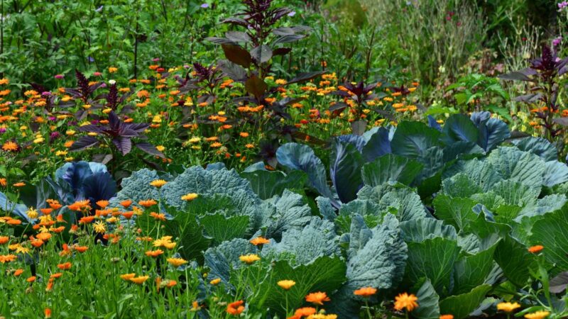 Sodo priežiūra liepos mėnesį: ką būtina padaryti dabar?