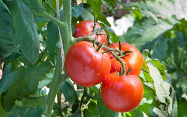 Trąšos pomidorams liepos mėnesį: kaip užtikrinti gerą derlių