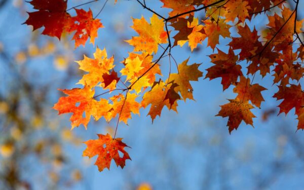 6 paprasti būdai pasiruošti sveikam rudeniui