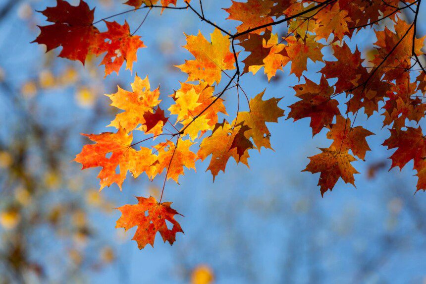 6 paprasti būdai pasiruošti sveikam rudeniui