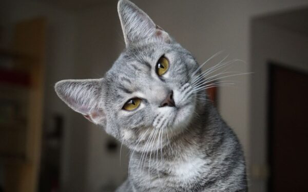 Kačių devynios gyvybės: iš kur kilo šitas posakis?