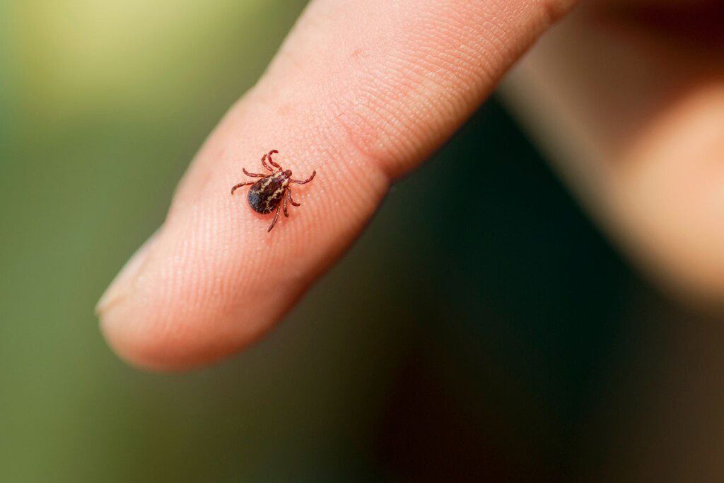 Kada ir kaip pasireiškia Laimo liga?