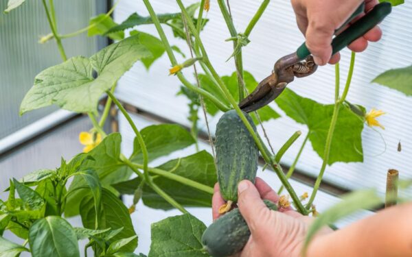 Kaip atpažinti ir pašalinti trūkumus agurkų auginimo metu